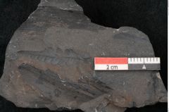 Foto (Detailansicht) von Callipteris sp.  (NHMW-GEO-2024-0188-10914)